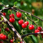 Mini višňa nízkokmenná (Prunus cerasus) ´PIEMONT´ - skorá, výška 60-80 cm, voľnokorenná